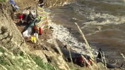 Dezastru ecologic in Scotia: 13 balene au murit dupa ce au esuat pe o plaja
