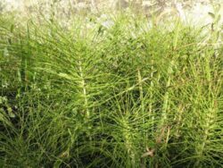 Coada calului – remediu in osteoporoza si boli de rinichi
