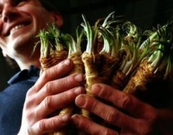 Hreanul – pesticid ecologic