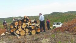 Mugur Cozmanciuc: "Dezvoltarea fondului forestier necesita colaborarea stransa intre administratia de stat si cea privata"