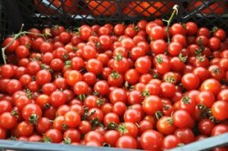 Moldova vrea sa creasca produse ecologice. "Avem sansa ca rosiile noastre sa nu coste trei lei, ci trei euro"