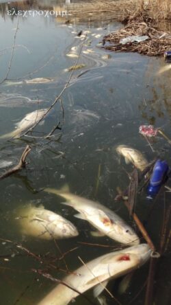Sute de pesti morti in lacul de la Chinteni. A fost anuntata Garda de Mediu