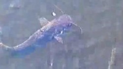 Pesti mutanti care ar putea inghiti un om au fost gasiti in apropiere de Cernobil