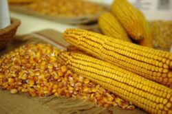 Timisul, judetul cu cea mai mare suprafata cultivata de porumb modificat genetic