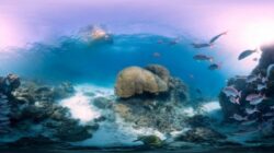 Imagini panoramice ale recifelor de corali au fost adaugate programului Google Street View