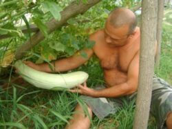 Castraveti giganti, de peste 4 kilograme, cultivati de un aradean