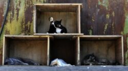 Birou Antifrauda si Politia Animalelor, infiintate la Directia Sanitar Veterinara Suceava