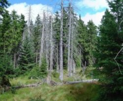 Peste 220 de sanctiuni aplicate pentru protejarea Fondului Forestier