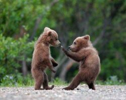 Ziua Interactiunii om-animal s-a bucurat de participarea reprezentantilor Gradinii Zoologice Turda