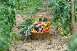 16 octombrie – Ziua mondiala a alimentatiei