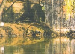 39026lacul-corbeanca-1 (1)