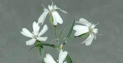 658x0_flower