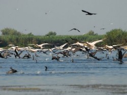 Garda de Mediu desfasoara controale in Delta pentru combaterea braconajului