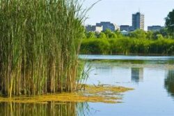 Spaniolii au gasit ”O COMOARĂ ECOLOGICĂ" in mijlocul Bucurestiului