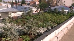 Primul acoperis verde din Bucuresti este terasa cantinei Grivita