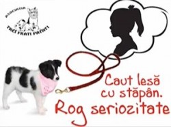 adoptii-caini
