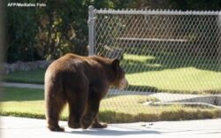 baloo
