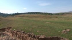 cluj-taieri-ilegale-de-padure-de-un-milion-de-euro-1349941615