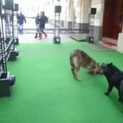 “Hotelul de lux” al animalelor abandonate de la Cernavoda