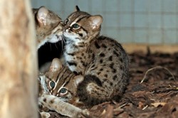 Doua dintre cele mai mici si rare pisici salbatice din lume s-au nascut la Zoo Berlin