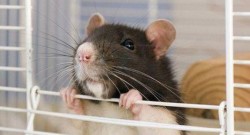 Soriceii pot invata sa cante! Asta sustin cercetatorii americani