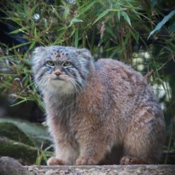 manul-zurich