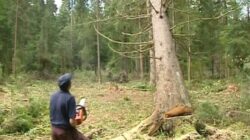Stop taierilor ilegale de arbori!