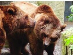 Un sfert din ursii din Europa traiesc in Romania: Covasna este judetul cu cei mai multi ursi, aproape 1.200 de capete