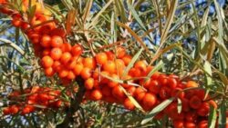 Plantele care te ajuta sa treci cu bine peste bolile de sezon