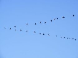 Maramures: Un caz de gripa aviara pune "in garda" autoritatile maramuresene