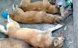4nimals