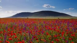 Dealul Deniz Tepe din Dobrogea, protejat printr-un nou proiect european