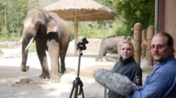 Un elefant asiatic a invatat sa "vorbeasca" in limba coreeana