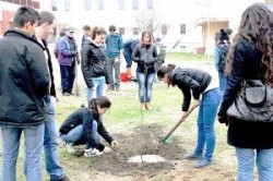 plantat-pomi-2-300x200