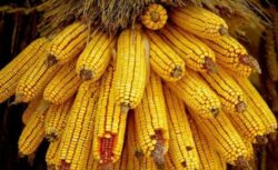 Porumbul modificat genetic, cunoscut ca MON 810, pentru prima oara si in Romania