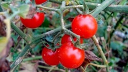 Secretul nestiut al rosiilor. De ce trebuie sa incepi acum sa te dai cu tomate pe fata