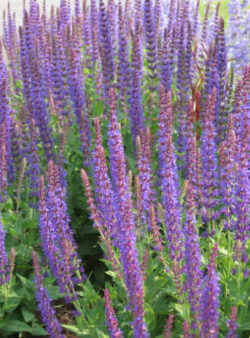 salvia