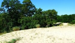 sulina-letea
