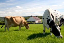 Agricultorii cu 10 oi, 2 vaci, 6 porci, 100 de pasari nu platesc impozit