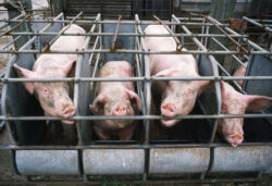 animale