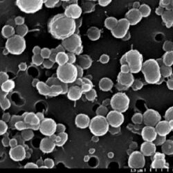 bacterii
