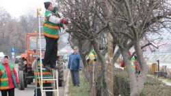 Arborii din Capitala, macelariti de persoane fara habar