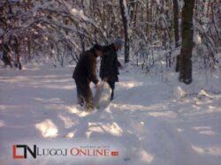 Iarna grea si pentru animalele salbatice.Tone de cereale distribuite pe fondurile de vanatoare din zona Lugojului
