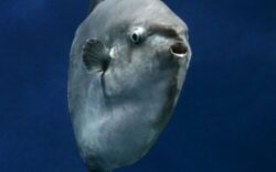 pestele luna