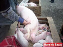 porci