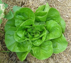 Salata verde - prietena inimii si a oaselor