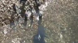 O specie de pesti a invatat sa ucida porumbeii care se afla la mal