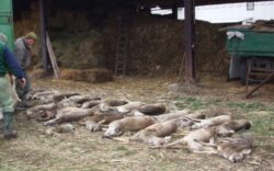 A trecut un an de la masacrarea a sute de caprioare, dar nu exista vinovati