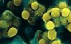 bacterie