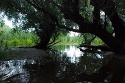 Parcul Natural "Balta Mica a Brailei" ar putea intra in circuitul turistic